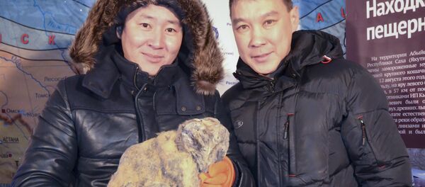 العثور في روسيا على جثة شبل أسد الكهوف في نوفمبر 2015 - سبوتنيك عربي