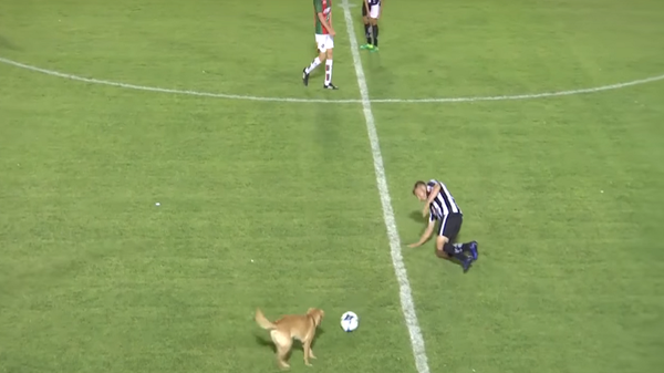 كلب في معلب كرة قدم - سبوتنيك عربي