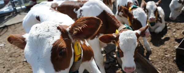 مزرعة أبقار في روسيا - سبوتنيك عربي