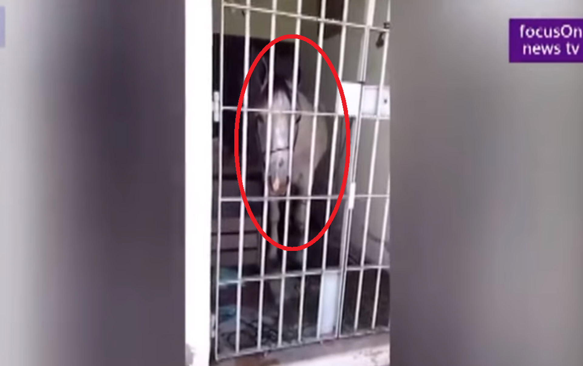 بالفيديو...زج حصان في السجن والتهمة