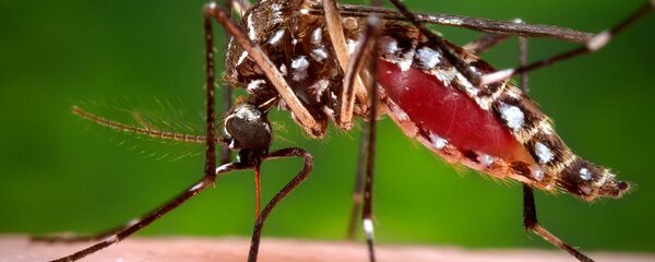 بعوضة - سبوتنيك عربي