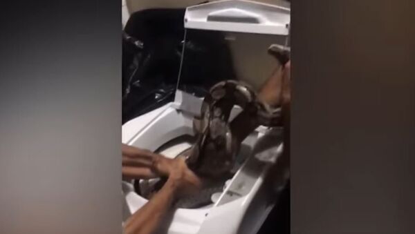 ثعبان - سبوتنيك عربي