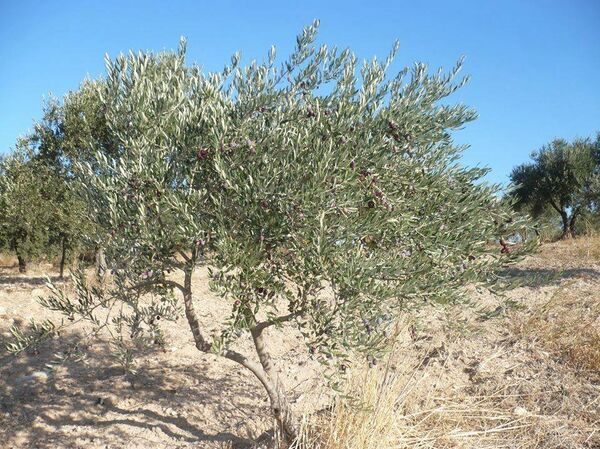 الزيتون في إدلب - سبوتنيك عربي