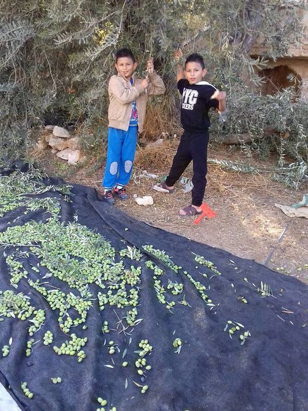 الزيتون في إدلب - سبوتنيك عربي