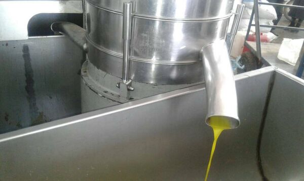 الزيتون في إدلب - سبوتنيك عربي