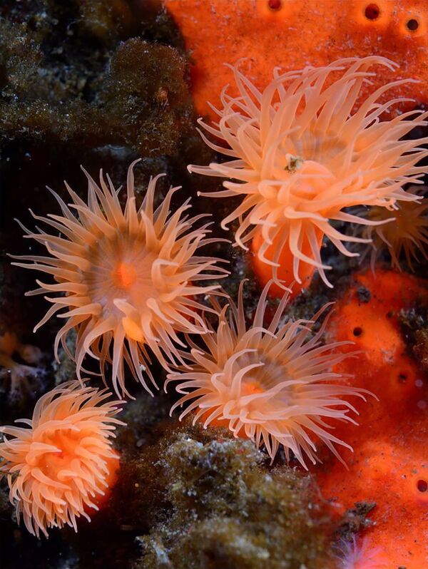 مخلوقات نادرة على جزر الكوريل  - سبوتنيك عربي