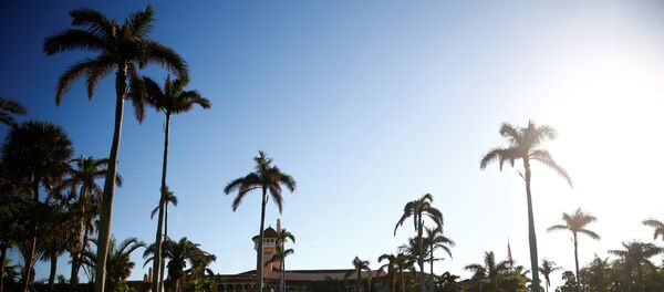 نخيل - سبوتنيك عربي