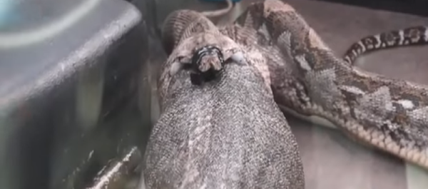 شرطة تايلند تستخرج سحلية ضخمة ابتلعها ثعبان عملاق - سبوتنيك عربي