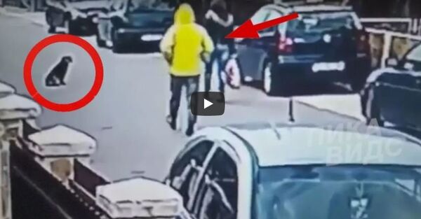 كلب ضال - سبوتنيك عربي