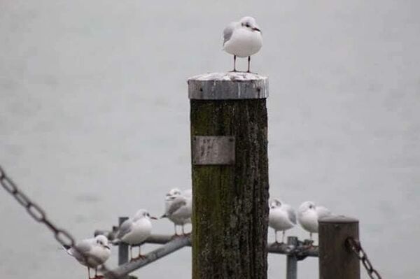 سندباد العراق سندباد العراق - سبوتنيك عربي