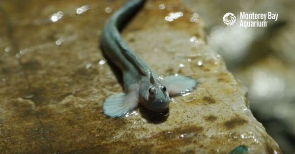 سمكة - سبوتنيك عربي