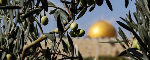 أغصان الزيتون على خلفية مدينة القدس القيدمة، 21 أكتوبر/ تشرين الأول 2017 أغصان الزيتون على خلفية مدينة القدس القيدمة، 21 أكتوبر/ تشرين الأول 2017 - سبوتنيك عربي