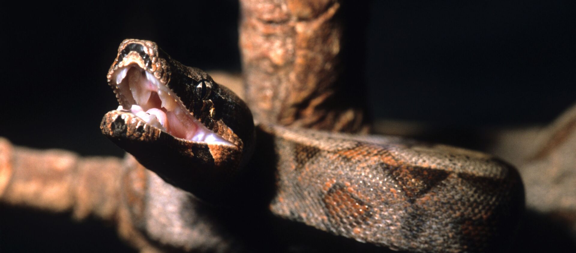 أفعى - سبوتنيك عربي, 1920, 31.10.2019