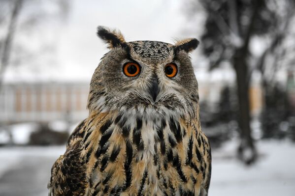 طيور حرس الكرملين - بومة في موسكو - سبوتنيك عربي