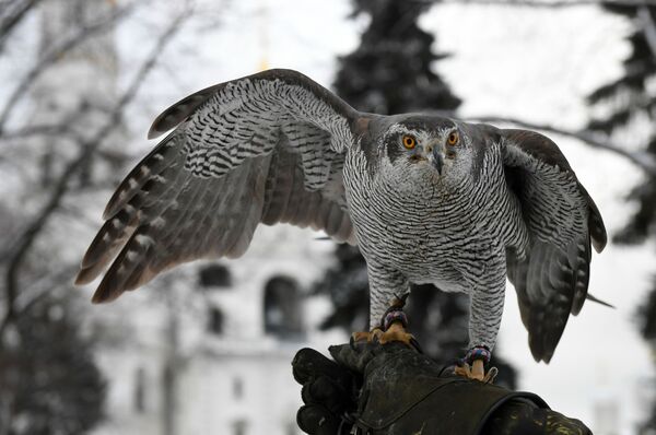 صقر في خدمة طيور حرس الكرملين - سبوتنيك عربي