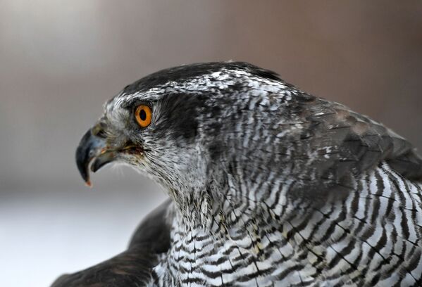 صقر في خدمة طيور حرس الكرملين - سبوتنيك عربي