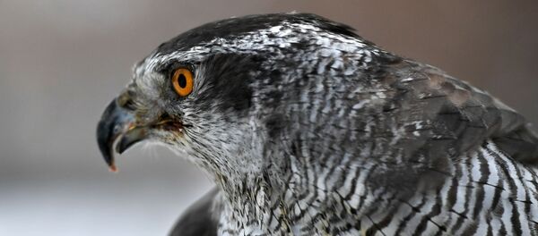 صقر في خدمة طيور حرس الكرملين - سبوتنيك عربي