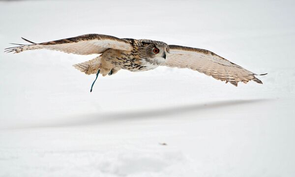 بومة في خدمة طيور حرس الكرملين - سبوتنيك عربي