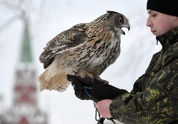 جندي من خدمة طيور حرس الكرملين يمسك البومة في موسكو - سبوتنيك عربي