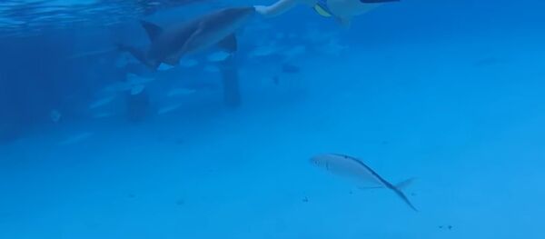 فتاة تتعرض لهجوم من سمكة قرش - سبوتنيك عربي