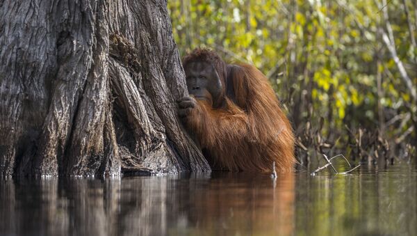 مسابقة ناشيونال جيوغرافيك للطبيعة لعام 2017 - المصور جايابراكاش جوعي بويان، صورة لـ إنسان الغاب وهو يعبر النهر في بورنيو بإندونيسيا - سبوتنيك عربي