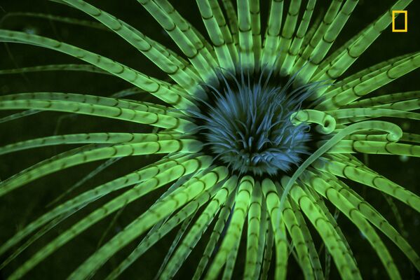 مسابقة ناشيونال جيوغرافيك للطبيعة لعام 2017 - المصور جيم أوبيستر، صورة لزهرة شقائق النعمان عندما تتفاعل مع الضوء الأزرق - سبوتنيك عربي