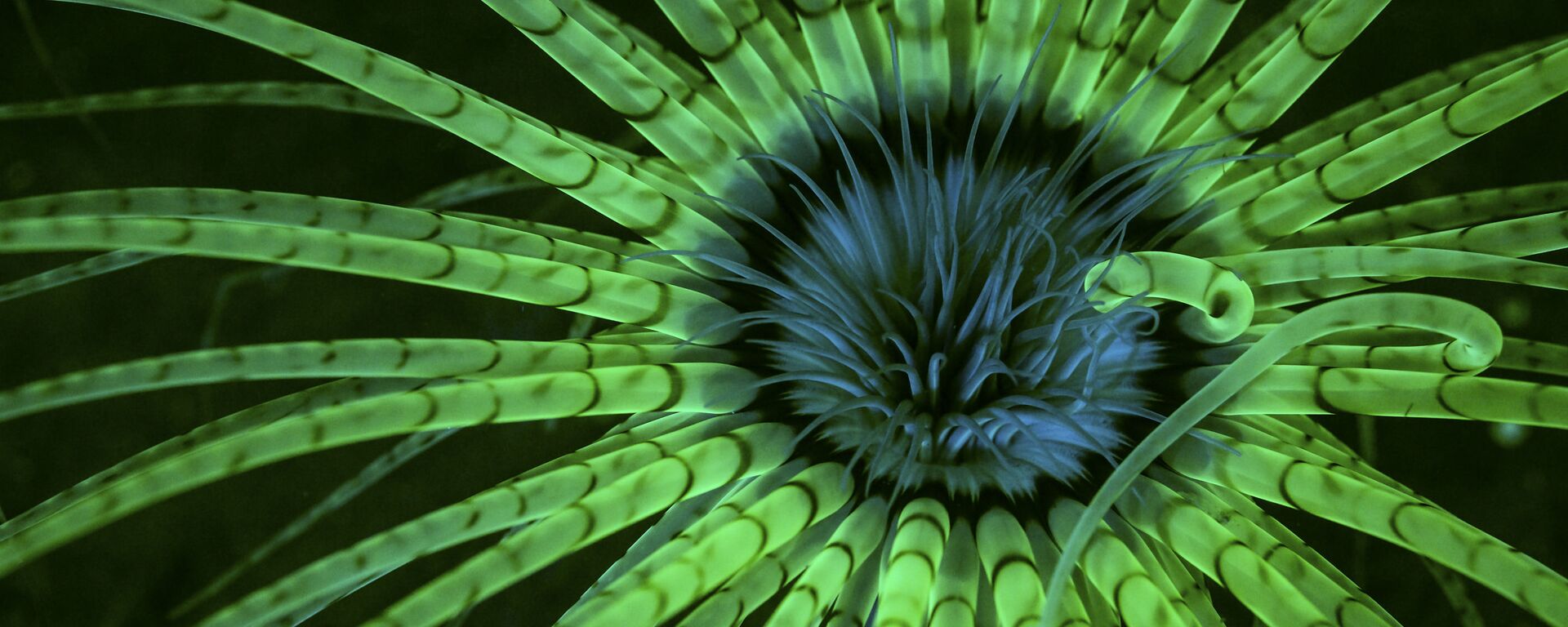  مسابقة ناشيونال جيوغرافيك للطبيعة لعام 2017 - المصور جيم أوبيستر، صورة لزهرة شقائق النعمان عندما تتفاعل مع الضوء الأزرق - سبوتنيك عربي, 1920, 10.04.2022