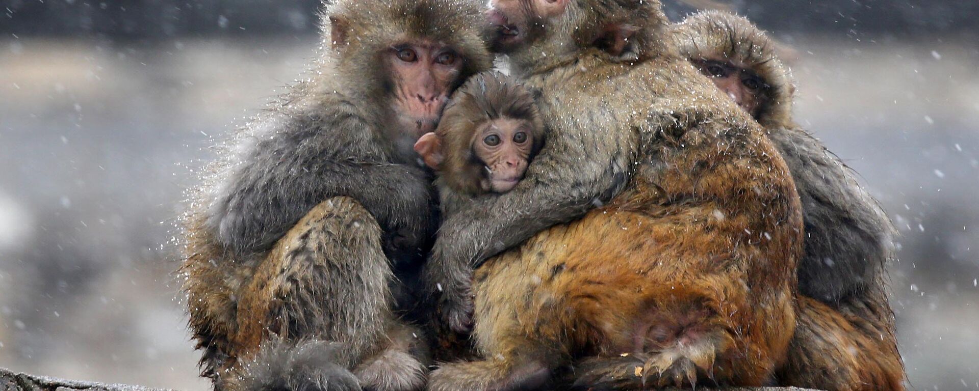 قرود - سبوتنيك عربي, 1920, 21.07.2020