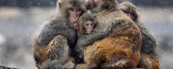 قرود - سبوتنيك عربي