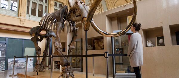 بيع هيكل فيل منقرض مقابل 548 ألف يورو في فرنسا بيع هيكل فيل منقرض مقابل 548 ألف يورو في فرنسا - سبوتنيك عربي