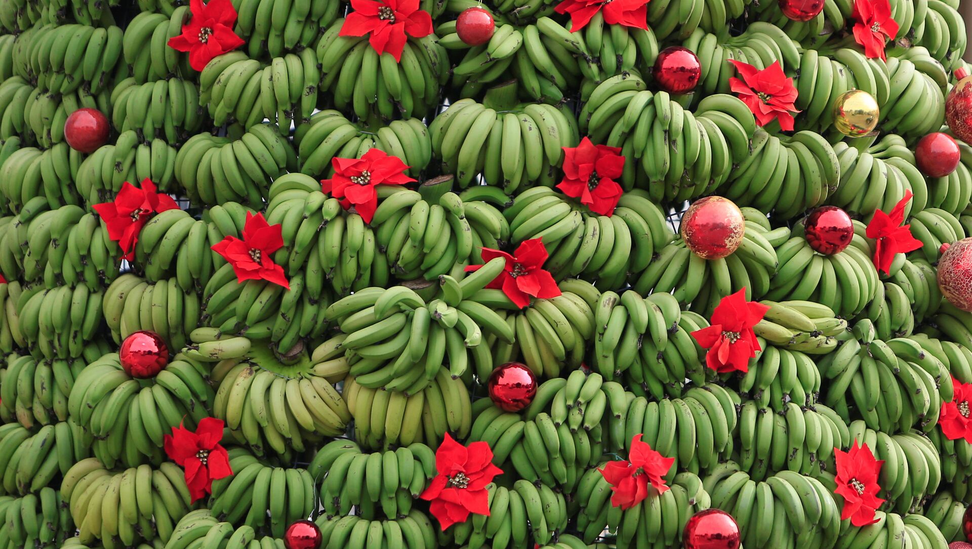 شجرة عيد الميلاد المجيد من الموز في منطقة الدامور في بيروت، لبنان 19 ديسمبر/ كانون الأول 2017 شجرة عيد الميلاد المجيد من الموز في منطقة الدامور في بيروت، لبنان 19 ديسمبر/ كانون الأول 2017 - سبوتنيك عربي, 1920, 08.05.2021