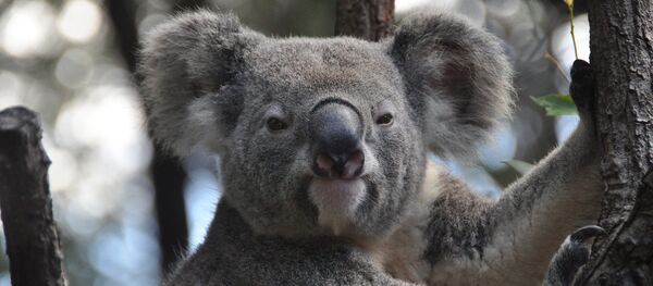 حيوان الكوالا - سبوتنيك عربي