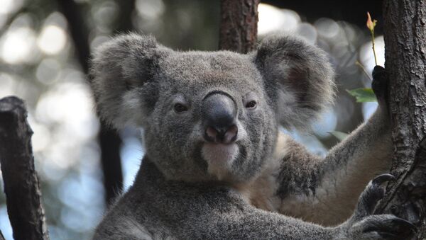 Koala - سبوتنيك عربي