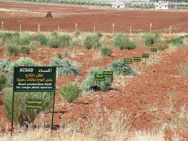  رغم خسائرها الكبيرة أكساد استطاع تحقيق أرباح 2 مليون دولار سنوياً - سبوتنيك عربي