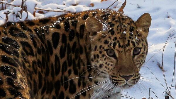 أنثة فهد في شرق أقصى روسيا أنثة فهد في شرق أقصى روسيا - سبوتنيك عربي