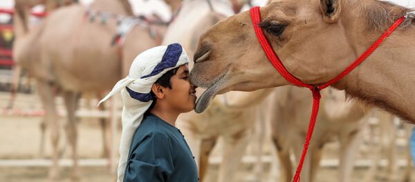 مهرجان الظفرة للإبل في أبو ظبي، الإمارات المتحدة، 23 ديسمبر/ كانون الأول 2017 - سبوتنيك عربي