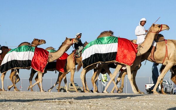 مهرجان الظفرة للإبل في أبو ظبي، الإمارات المتحدة، 23 ديسمبر/ كانون الأول 2017 - سبوتنيك عربي