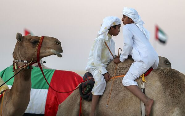 مهرجان الظفرة للإبل في أبو ظبي، الإمارات المتحدة، 23 ديسمبر/ كانون الأول 2017 - سبوتنيك عربي