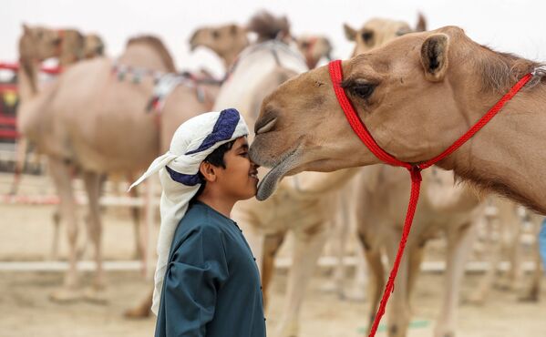 مهرجان الظفرة للإبل في أبو ظبي، الإمارات المتحدة، 23 ديسمبر/ كانون الأول 2017 - سبوتنيك عربي