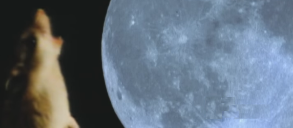 الفأر الذئب الفأر الذئب - سبوتنيك عربي