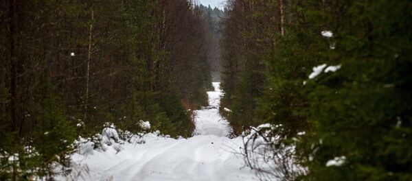 غابة ثلج - سبوتنيك عربي