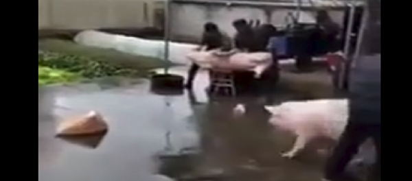 خنزير ينقذ آخر من الذبح خنزير ينقذ آخر من الذبح - سبوتنيك عربي