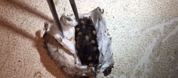 ولادة عناكب - سبوتنيك عربي