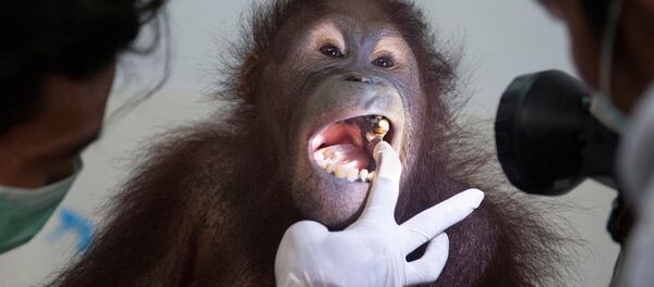 قرد - سبوتنيك عربي