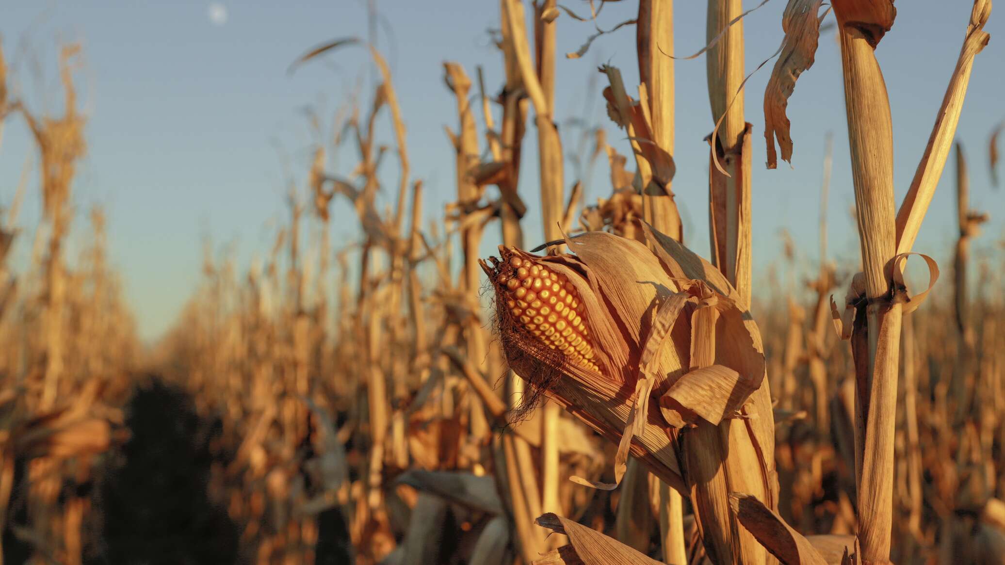 علماء روس ينجحون في إنشاء "خريطة جينية" لـ500 صنف من نبات الذرة