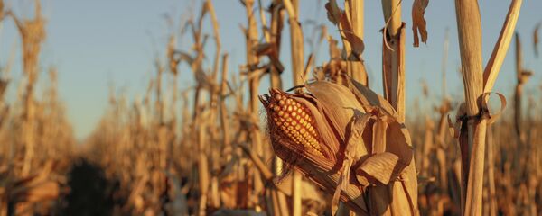 ذرة - سبوتنيك عربي