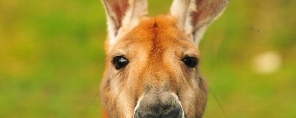 Kangaroo - سبوتنيك عربي