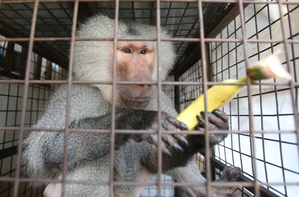 قرد البابون مسعود الذي يعيش في لبنان  - سبوتنيك عربي