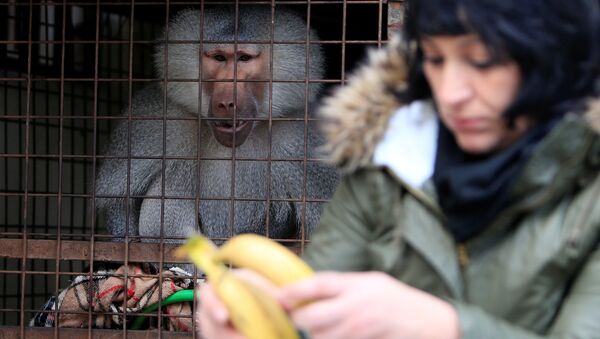 قرد - سبوتنيك عربي