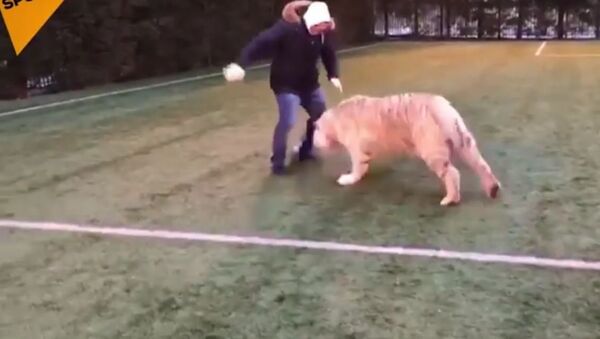 نمر يلعب كرة القدم - سبوتنيك عربي